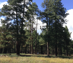 flagstaff_extreme_course